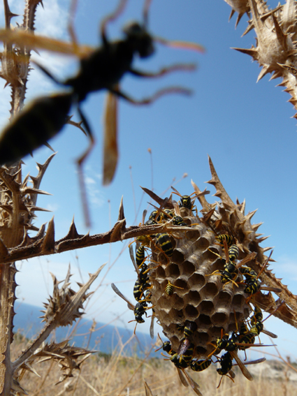 Polistes gallicus (Vespidae)